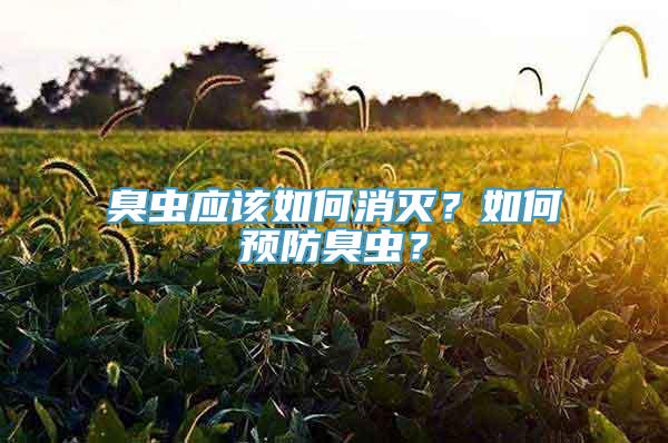 臭虫应该如何消灭？如何预防臭虫？