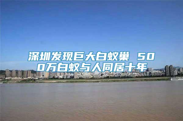 深圳发现巨大白蚁巢 500万白蚁与人同居十年