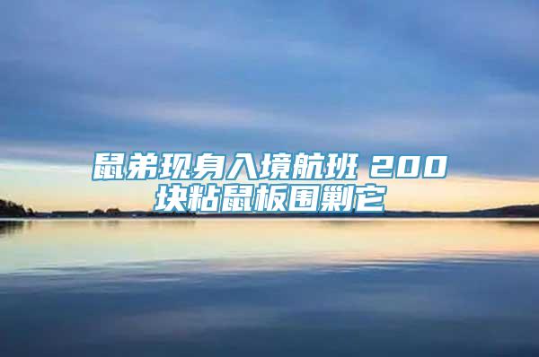 鼠弟现身入境航班　200块粘鼠板围剿它