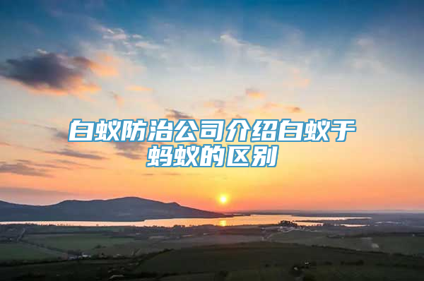 白蚁防治公司介绍白蚁于蚂蚁的区别