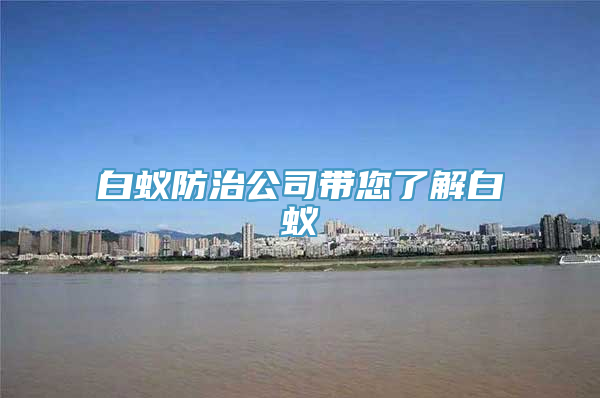 白蚁防治公司带您了解白蚁