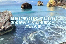 蛾蠓幼虫长什么样？蛾蠓怎么消灭？专业杀虫公司告诉大家