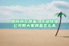 如何消灭跳蚤？专业除虫公司教大家跳蚤怎么杀