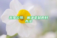 杀虫公司：解决老鼠的好办法