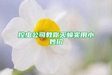 控虫公司教你灭蟑实用小妙招