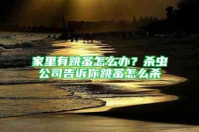 家里有跳蚤怎么办？杀虫公司告诉你跳蚤怎么杀