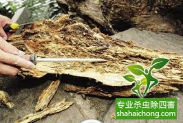 深圳白蚁防治对药品及挖巢穴分析