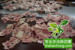 深圳白蚁防治公司介绍正确灭白蚁方法