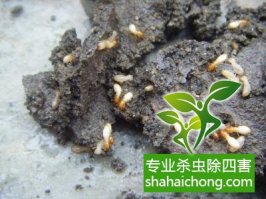 深圳白蚁防治公司教您如何有效的白蚁防治