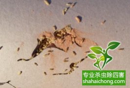 深圳白蚁防治公司 白蚁飞光了，是不是就不要防治了？-